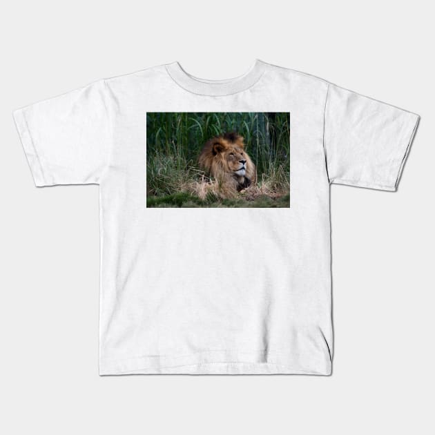 Lion In The Grass Kids T-Shirt by GP1746